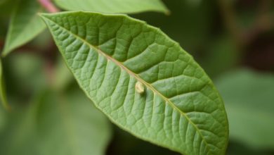 طبع برگ بو: خواص درمانی و پرطرفدار آن چیست؟