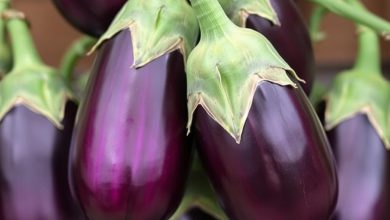 طبع بادمجان: خواص، مضرات و هر آنچه باید بدانید