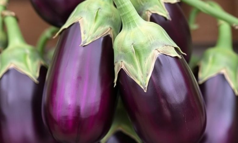 طبع بادمجان: خواص، مضرات و هر آنچه باید بدانید