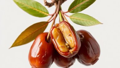 طبع خرما: خواص، فواید و مضرات آن چیست؟
