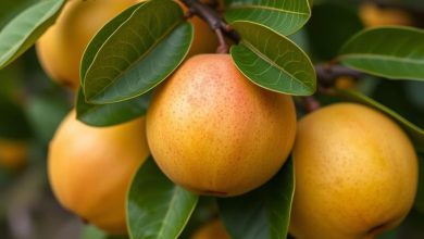 طبع قدومه: خواص شگفت انگیز و فواید باورنکردنی آن چیست؟