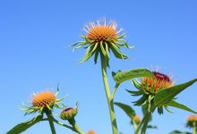 طبع اسفند: خواص، مضرات و هر آنچه باید بدانید!