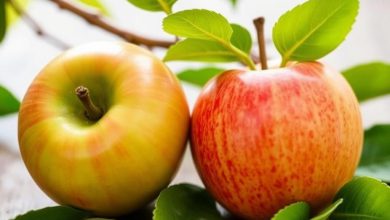 رژیم سیب: فواید، عوارض و هر آنچه باید بدانید!
