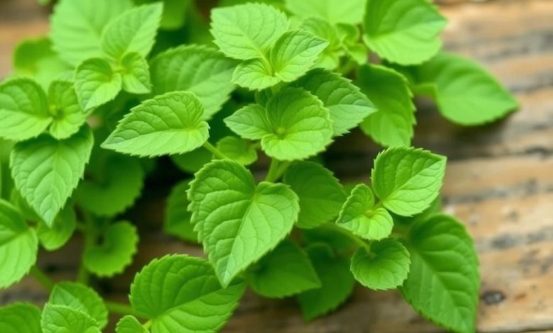 فواید آجیل: سلامتی و کاهش وزن، چطور ممکن است؟
