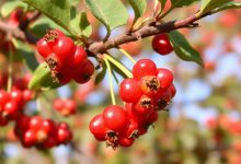 زالزالک: میوه خوشمزه با خواص بی نظیر و پرطرفدار