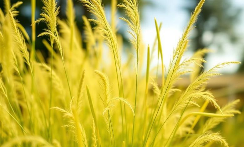 طبع افتیمون: خواص، مضرات و کاربردهای پنهان آن چیست؟