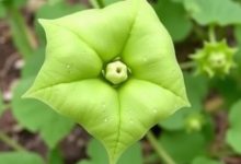 فاویسم بیماری باقلا چیست و چگونه تشخیص داده می‌شود