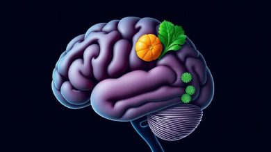 بهترین غذاها برای تقویت مغز: چه بخوریم؟