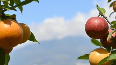 میوه های منتخب برای مبارزه با آلودگی هوا کدامند