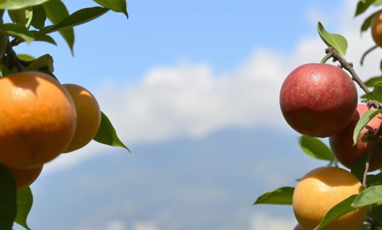 میوه های منتخب برای مبارزه با آلودگی هوا کدامند