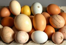 تخم مرغ یا تخم پرندگان دانستنی ها و تفاوت ها