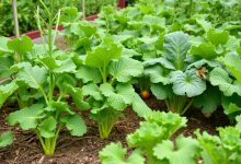 سبزی های مفید با خواص درمانی در زمان رویش فراوان