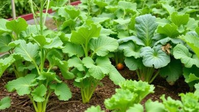 سبزی های مفید با خواص درمانی در زمان رویش فراوان