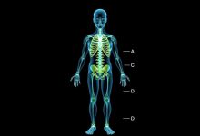 فولات در بدن مزایا و مضرات آن را بشناسیم