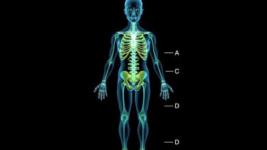 فولات در بدن مزایا و مضرات آن را بشناسیم